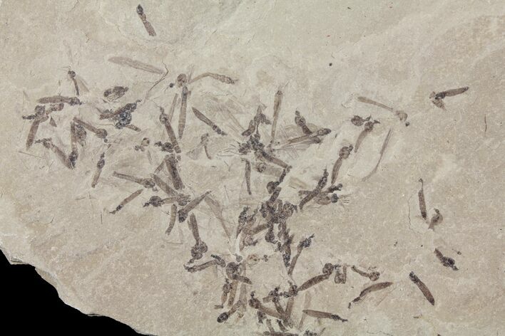 Fossil Crane Fly Larvae - Green River Formation #94969